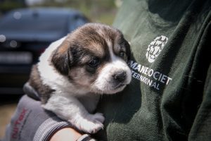 Humane Society International